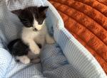 Spark - Persian Kitten For Sale - 