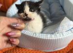Spark - Persian Kitten For Sale - Center Groton&comma; CT&comma; US