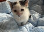 Mars - Persian Kitten For Sale - Center Groton&comma; CT&comma; US