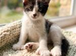 Max2 - Domestic Kitten For Sale - MA&comma; US