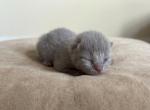 No 1 Blue Note Litter - British Shorthair Kitten For Sale - 
