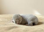 No 2 Blue Note Litter - British Shorthair Kitten For Sale - 