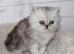 Asher - Persian Kitten For Sale - Enola&comma; PA&comma; US
