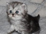 Aiden - Persian Kitten For Sale - 