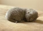 No 4 Blue Note LItter - British Shorthair Kitten For Sale - 