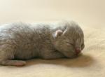 No 5 Blue Note Litter - British Shorthair Kitten For Sale - IL&comma; US