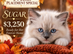 Sugar SUPER CUDDLY - Ragdoll Kitten For Sale - Mount Joy&comma; PA&comma; US