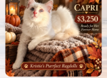 Capri Lilac Collection - Ragdoll Kitten For Sale - Mount Joy&comma; PA&comma; US