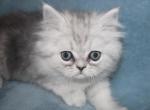 CFA Shaded Silver Male Persian Kitten - Persian Kitten For Sale - 