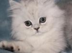 CFA Shaded Silver Male Persian - Persian Kitten For Sale - 