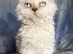Tryst - Selkirk Rex Kitten For Sale - Lexington&comma; NC&comma; US