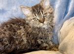Laddie - Selkirk Rex Kitten For Sale - Lexington&comma; NC&comma; US