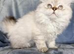Lassie - Selkirk Rex Kitten For Sale - 