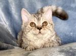 Sprite - Selkirk Rex Kitten For Sale - 