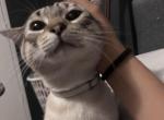 Miso - Siamese Kitten For Sale - Winston Salem&comma; NC&comma; US