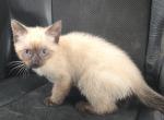 Seal point siamese kittens - Siamese Kitten For Sale - Twin Lakes&comma; WI&comma; US