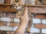 Highland lynx kittens - Highlander Kitten For Sale - Kingman&comma; AZ&comma; US