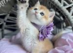 Lisa - British Shorthair Kitten For Sale - Kent&comma; WA&comma; US