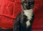 Black white - Maine Coon Kitten For Sale - Elkland&comma; MO&comma; US