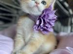 Lisa - British Shorthair Kitten For Sale - Kent&comma; WA&comma; US