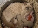 1 male Kats Ravishing Ragdolls - Ragdoll Kitten For Sale - Lancaster&comma; PA&comma; US