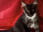 Black smoke - Maine Coon Kitten For Sale - Elkland&comma; MO&comma; US