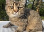 Sady - British Shorthair Kitten For Sale - Quinlan&comma; TX&comma; US
