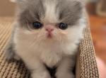 Singleton - Persian Kitten For Sale - Lisle&comma; IL&comma; US