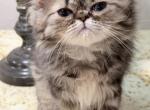 Celestial Bruno - Persian Kitten For Sale - Fort Worth&comma; TX&comma; US
