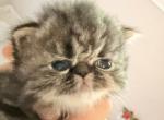 Celestial Jovanny - Persian Kitten For Sale - Fort Worth&comma; TX&comma; US