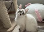 Jack - Siberian Kitten For Sale - Prospect Heights&comma; IL&comma; US