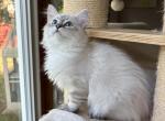 Jasmine - Siberian Kitten For Sale - 