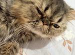 Celestial Tiger - Persian Kitten For Sale - Fort Worth&comma; TX&comma; US