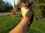 aslan - Maine Coon Kitten For Sale - 