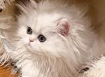 Bel Esprit Angel - Persian Cat For Sale - Golden&comma; CO&comma; US