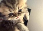 Celestial maya - Persian Kitten For Sale - Fort Worth&comma; TX&comma; US