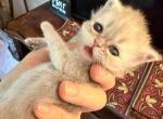 Celestial Silvia - Persian Kitten For Sale - Fort Worth&comma; TX&comma; US