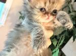 Julia - Persian Kitten For Sale - Fort Worth&comma; TX&comma; US
