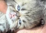 Celestial Marco - Persian Kitten For Sale - Fort Worth&comma; TX&comma; US