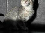 Zico - Scottish Straight Kitten For Sale - Elk River&comma; MN&comma; US