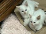 Rose - Siamese Kitten For Sale - Muncie&comma; IN&comma; US