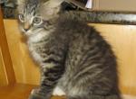 Nocha medium hair - Domestic Kitten For Sale - Los Alamos&comma; NM&comma; US