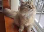 Sophie - British Shorthair Kitten For Sale - Basking Ridge&comma; NJ&comma; US