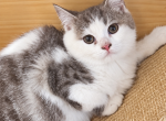 Scottish Teddy - Scottish Straight Kitten For Sale - Oakland&comma; CA&comma; US