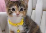 Beautiful kittens - American Shorthair Kitten For Sale - Dearborn Heights&comma; MI&comma; US