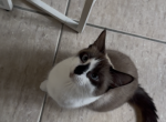Coco - Ragdoll Cat For Sale/Retired Breeding - Staten Island&comma; NY&comma; US