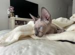 Boogs Babies - Sphynx Kitten For Sale - Baltimore&comma; MD&comma; US