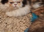 Jelly Bean - Persian Kitten For Sale - Sumner&comma; WA&comma; US