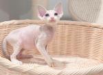 Jonny - Devon Rex Kitten For Sale - Queens&comma; NY&comma; US