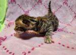 Victoria's August Litter in Perris - Bengal Kitten For Sale - Perris&comma; CA&comma; US